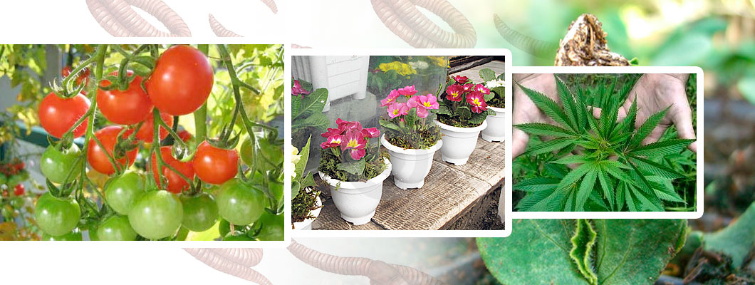 Beneficios humus lombriz roja californiana
